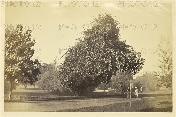 Park with Unpaved Road and Trees, India; India; about 1863 - 1887; Albumen silver print