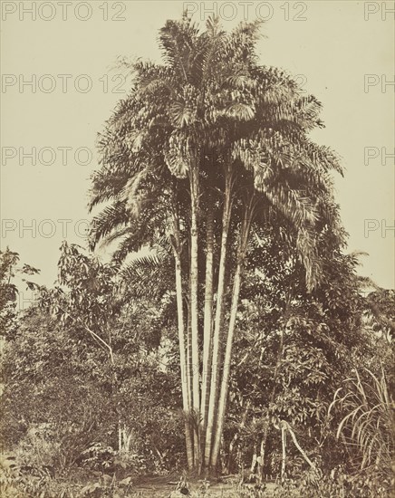 Popunha; Albert Frisch, German, 1840 - 1918, Brazil; about 1867; Albumen silver print