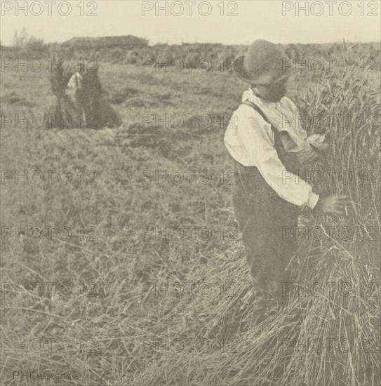 Shocking Corn. Norfolk; Peter Henry Emerson, British, born Cuba, 1856 - 1936, London, England; 1888; Photogravure; 16.7 x 16.4