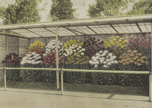 Chrysanthemum Garden; Kazumasa Ogawa, Japanese, 1860 - 1929, Yokohama, Japan; 1896; Hand-colored collotype