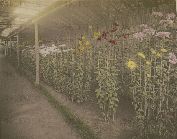 Chrysanthemum Garden; Kazumasa Ogawa, Japanese, 1860 - 1929, Yokohama, Japan; 1896; Hand-colored collotype