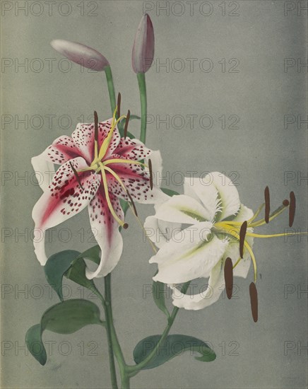 Lily; Kazumasa Ogawa, Japanese, 1860 - 1929, Yokohama, Japan; 1896; Hand-colored collotype; 29.1 x 23 cm
