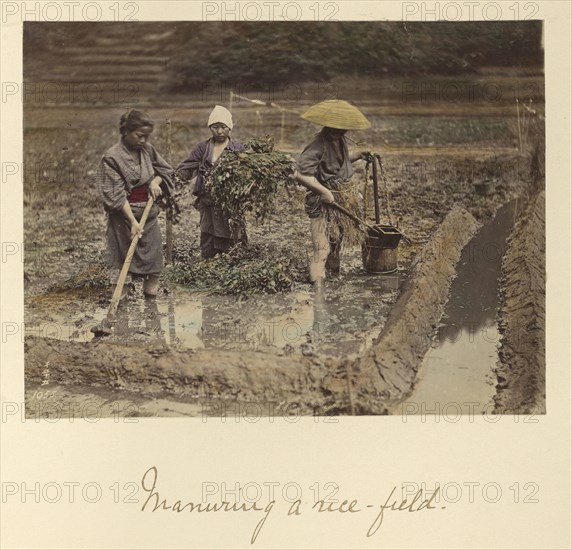 Manuring a rice-field; Shinichi Suzuki, Japanese, 1835 - 1919, Japan; about 1873 - 1883; Hand-colored Albumen silver print