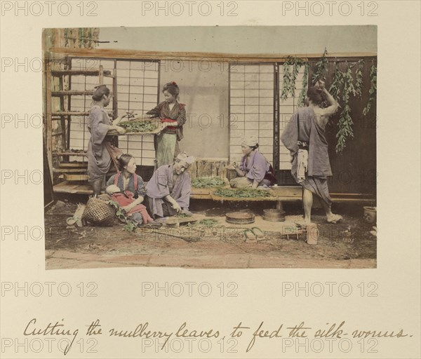 Cutting the Mulberry Leaves; Shinichi Suzuki, Japanese, 1835 - 1919, Japan; about 1873 - 1883; Hand-colored Albumen silver