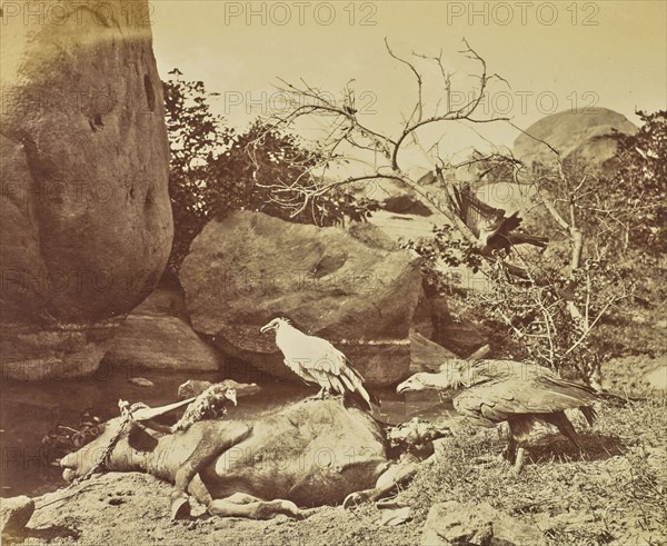 Vultures on Carcass; Colonel William Willoughby Hooper, British, 1837 - 1912, India; about 1870; Albumen silver print