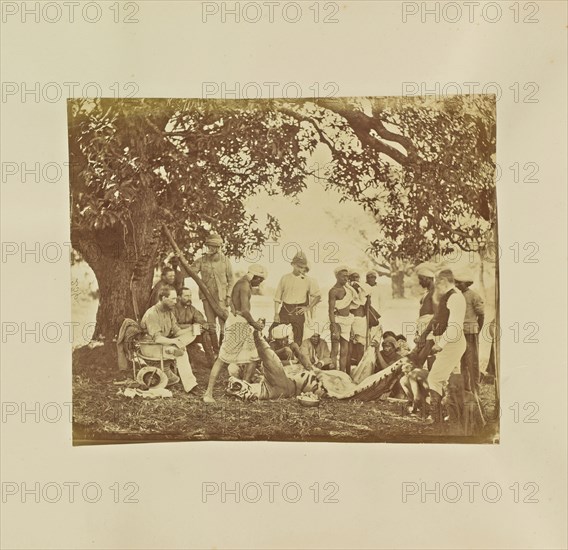 Skinning a Tiger; Colonel William Willoughby Hooper, British, 1837 - 1912, India; about 1870; Albumen silver print