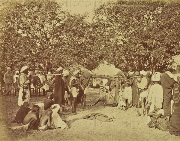 Captured Tiger in Camp; Colonel William Willoughby Hooper, British, 1837 - 1912, India; about 1870; Albumen silver print