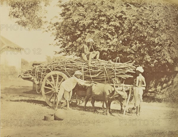 print; Colonel William Willoughby Hooper, British, 1837 - 1912, India; about 1870; Albumen silver print