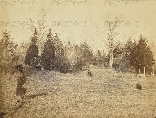 Chestnuts and Cedars - December; Possibly Alfred Booth, English, 1834 - 1914, and Thomas E. Jevons, American, born England