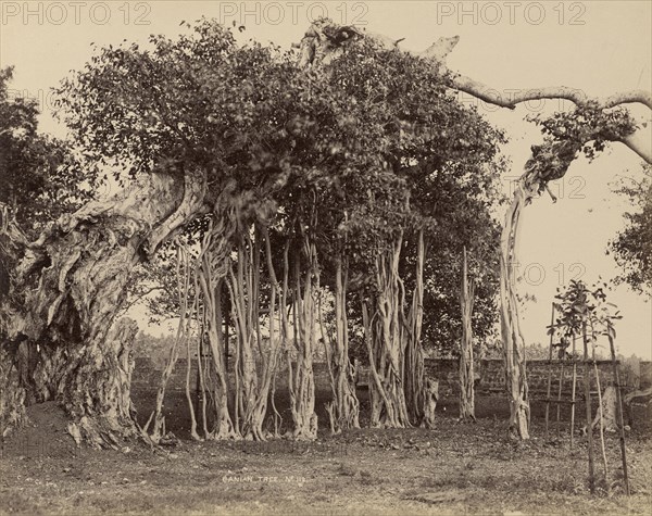 Banian Tree; The Colombo Apothecaries Co., Ltd., Sri Lankan, about 1880 - 1920s, Sri Lanka; after 1892; Albumen silver print