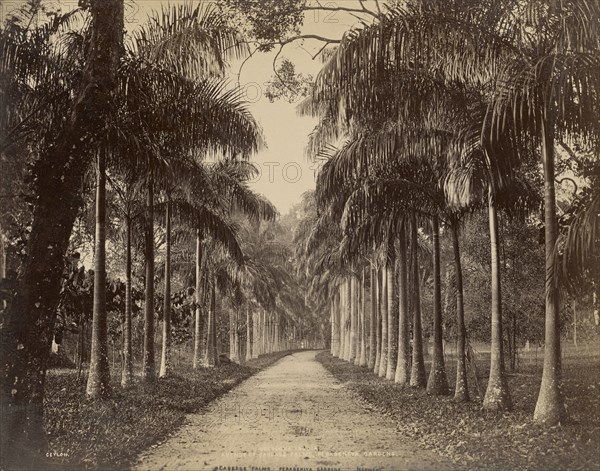 Peradeniya, Ceylon; Charles T. Scowen, English, 1852 - 1948, The Colombo Apothecaries Co., Ltd., Sri Lankan, about 1880 - 1920s