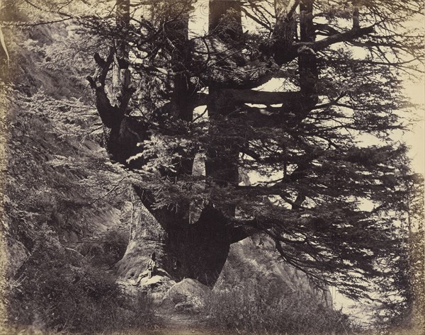 Simla: Great Deodar, 42 Feet in Circumference; Samuel Bourne, English, 1834 - 1912, India; 1863; Albumen silver print