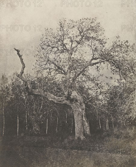 Crooked Tree with Sparse Leaves; French, Louis Désiré Blanquart-Evrard, French, 1802 - 1872, Lille, France; 1853; Salted paper