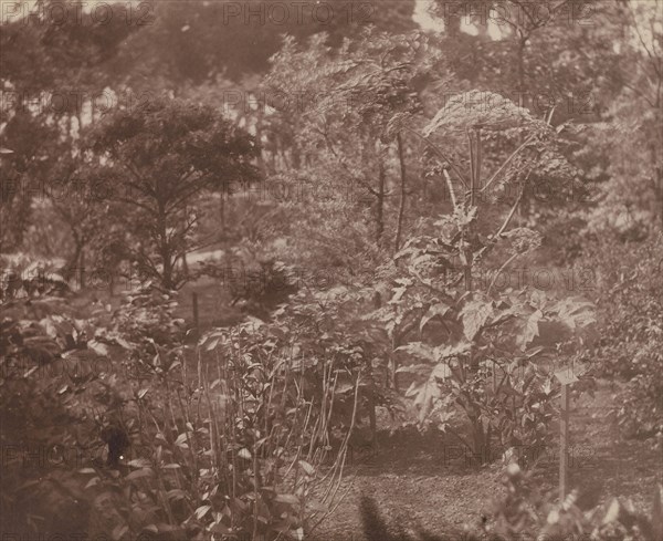 Landscape with Shrubs and Trees; French, Louis Désiré Blanquart-Evrard, French, 1802 - 1872, Lille, France; about 1853; Albumen