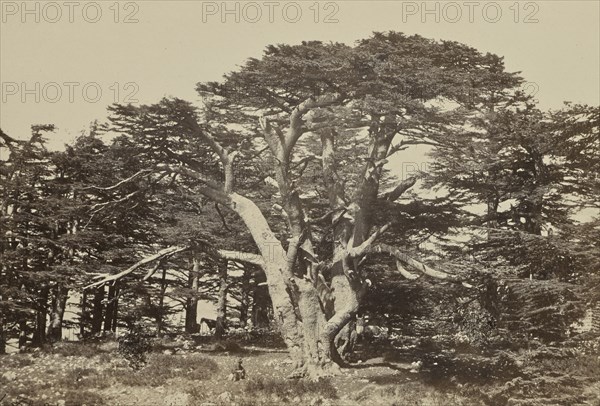 The Largest of the Cedars, Mount Lebanon; Francis Frith, English, 1822 - 1898, Lebanon; 1858; Albumen silver print