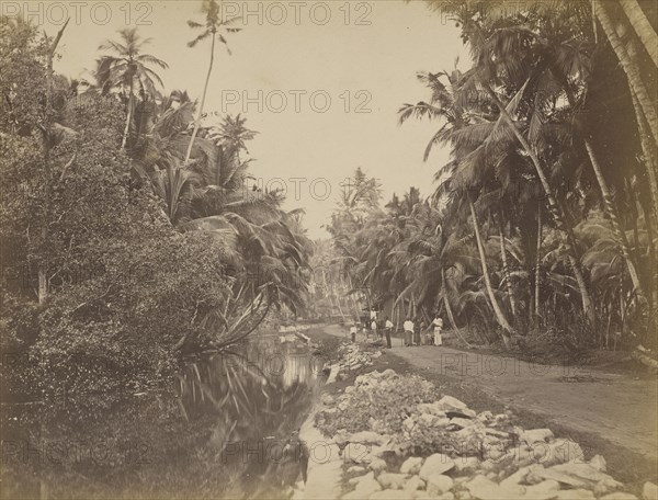 Cocoa-nut Grove near Galle, Ceylon; Galle, Sri Lanka; about 1863 - 1874; Albumen silver print