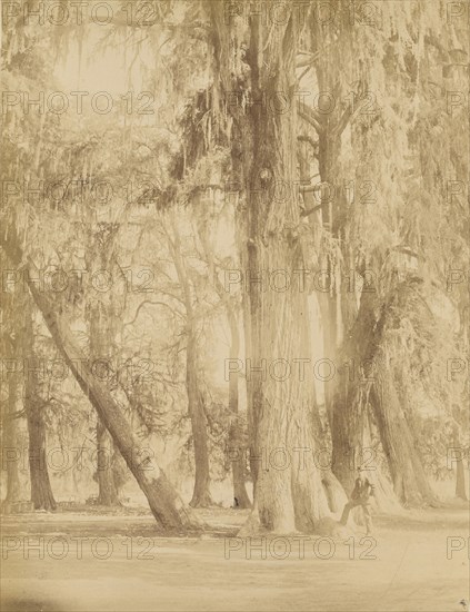 Mexico. Grove of Chapultepec, Near of Mexico; Abel Briquet, French, 1833 - ?, Mexico City, Mexico; 1860s - 1880s; Albumen