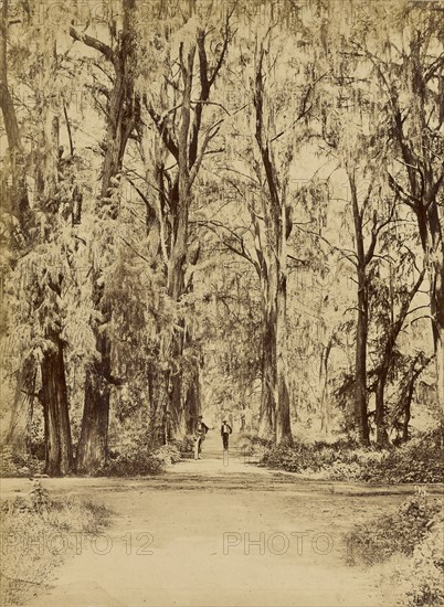 Mexico. Grove of Chapultepec, Near of Mexico; Abel Briquet, French, 1833 - ?, Mexico City, Mexico; 1860s - 1880s; Albumen