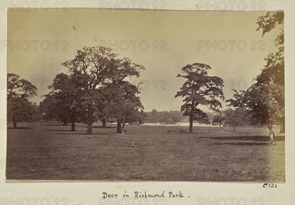 Deer in Richmond Park; Ronald Ruthven Leslie-Melville, Scottish,1835 - 1906, London, England; 1860s; Albumen silver print