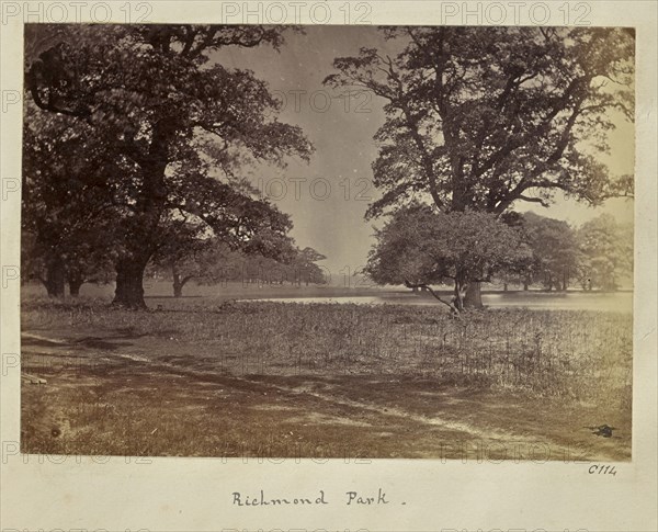 Richmond Park; Ronald Ruthven Leslie-Melville, Scottish,1835 - 1906, London, England; 1860s; Albumen silver print