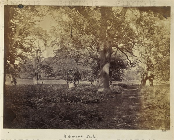 Richmond Park; Ronald Ruthven Leslie-Melville, Scottish,1835 - 1906, London, England; 1860s; Albumen silver print