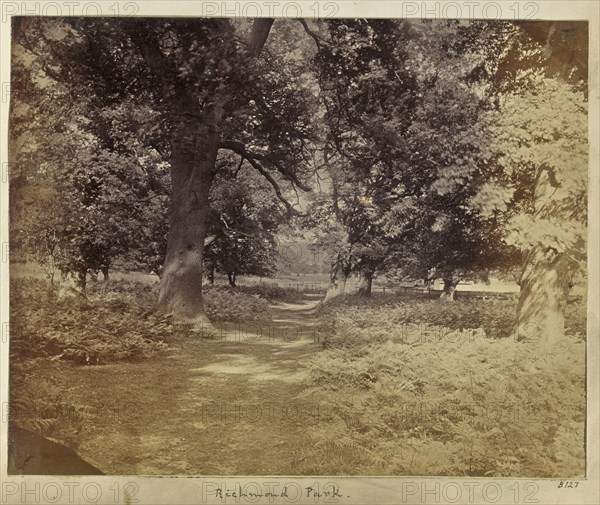 Richmond Park; Ronald Ruthven Leslie-Melville, Scottish,1835 - 1906, London, England; 1860s; Albumen silver print