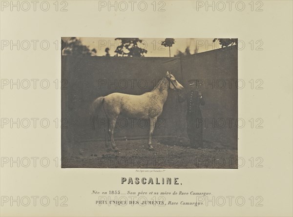 Pascaline; Adrien Alban Tournachon, French, 1825 - 1903, France; 1860; Salted paper print; 16.7 × 22.5 cm, 6 9,16 × 8 7,8 in