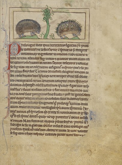 Hedgehogs; England; about 1250 - 1260; Pen-and-ink drawings tinted with body color and translucent washes on parchment; Leaf