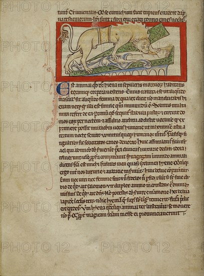 A Hyena; England; about 1250 - 1260; Pen-and-ink drawings tinted with body color and translucent washes on parchment; Leaf