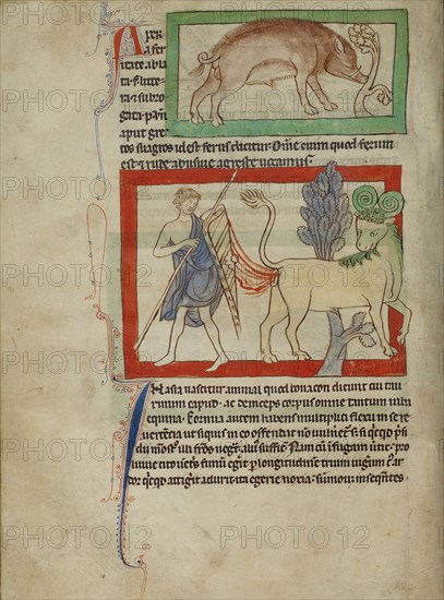 A Wild Boar; A Bonnacon; England; about 1250 - 1260; Pen-and-ink drawings tinted with body color and translucent washes