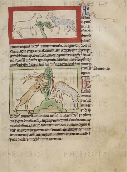 Lambs; Goats; England; about 1250 - 1260; Pen-and-ink drawings tinted with body color and translucent washes on parchment; Leaf