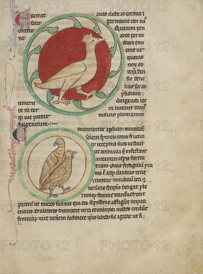 A Hercinia; Partridges; England; about 1250 - 1260; Pen-and-ink drawings tinted with body color and translucent washes