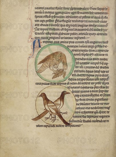 A Hawk; Magpies; England; about 1250 - 1260; Pen-and-ink drawings tinted with body color and translucent washes on parchment
