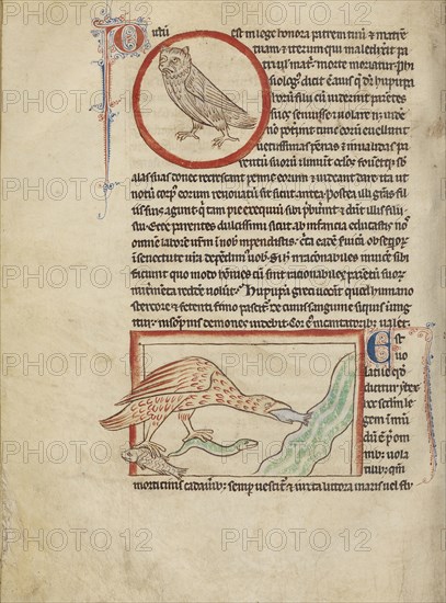 A Hoopoe; An Ibis; England; about 1250 - 1260; Pen-and-ink drawings tinted with body color and translucent washes on parchment