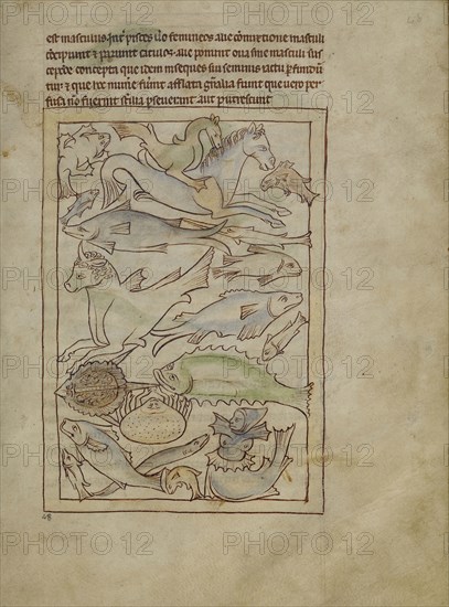 Fish and Sea Monsters; England; about 1250 - 1260; Pen-and-ink drawings tinted with body color and translucent washes