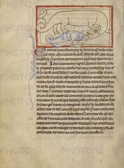 A Hydrus; England; about 1250 - 1260; Pen-and-ink drawings tinted with body color and translucent washes on parchment; Leaf