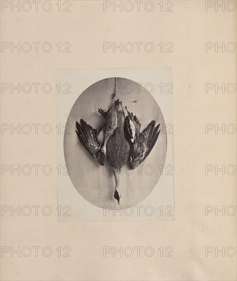 Dead Fowl; India; about 1881; Albumen silver print