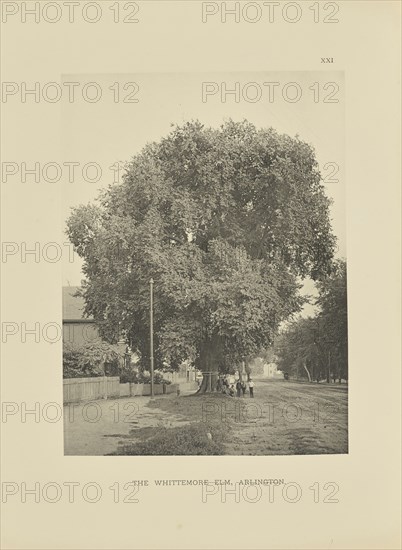 The Whittemore Elm, Arlington; Henry Brooks, American, born 1857, Boston, Massachusetts, United States; 1890; Photogravure