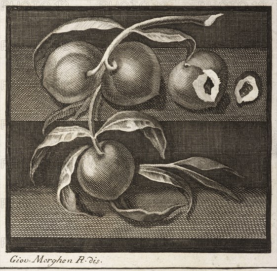 Plate 55, detail of bottom left, Delle antichità di Ercolano, Carcani, Pasquale, 1721-1783, Engraving, c. 1757-1792