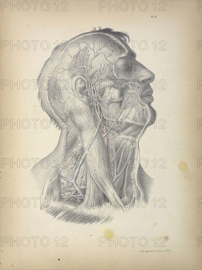 Pl. 4, Surgical anatomy, Maclise, Joseph, Lithography, 1851, Colored lithograph. Maclise is the author and illustrator