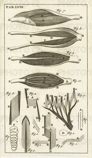 Tab. LVIII, Steph. Blancardi Anatomia reformata, sive, Concinna corporis humani dissectio, ad neotericorum mentem adornata