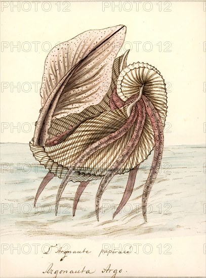 Argonauta argo, Print, Argonauta argo, also known as the greater argonaut, is a species of pelagic octopus belonging to the genus Argonauta. The Chinese name for this species translates as "white sea-horse's nest".