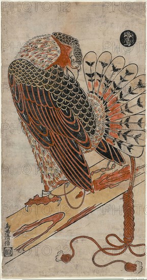 Sparrowhawk (Konori taka), c. 1716, Torii Kiyomasu I, Japanese, active c. 1704–18 (?), Japan, Hand-colored woodblock print, vertical o-oban, tan-e, 55.2 x 28.6 cm