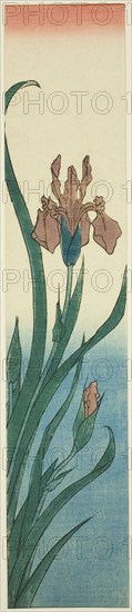 Iris, 1840s, Utagawa Hiroshige ?? ??, Japanese, 1797-1858, Japan, Color woodblock print, kotanzaku, 34.3 x 7.1 cm