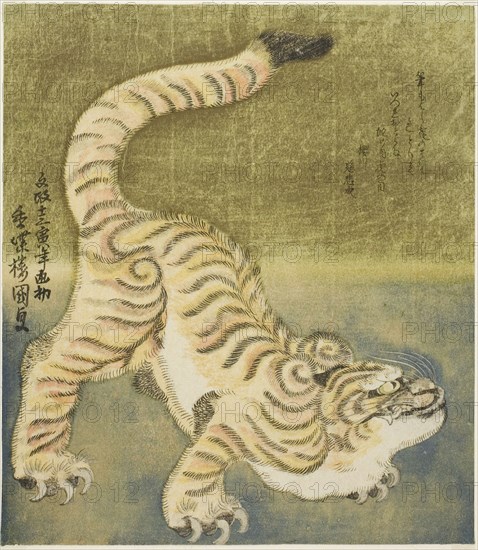 Crouching tiger, 1830, Utagawa Kunisada I (Toyokuni III), Japanese, 1786–1864, Japan, Color woodblock print, shikishiban, surimono, 21.2 x 18.7 cm