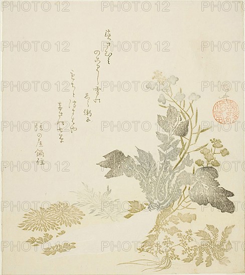 A Giant Radish (daikon), Chrysanthemums and Ferns, About 1820, Ryuryukyo Shinsai, Japanese, active 1799–1823, Japan, Color woodblock print, surimono, 21.5 x 19.0 cm