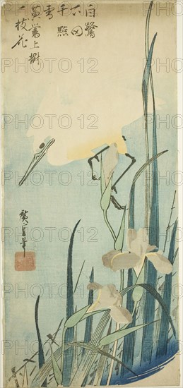 White heron and iris, c. 1832/34, Utagawa Hiroshige ?? ??, Japanese, 1797-1858, Japan, Color woodblock print, otanzaku, 38 x 17.2 cm (15 x 6 3/4 in.)