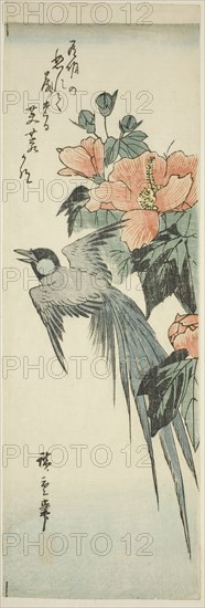 Long-tailed bird and hibiscus, 1830s–1840s, Utagawa Hiroshige ?? ??, Japanese, 1797-1858, Japan, Color woodblock print, chutanzaku, 34.5 x 11.5 cm