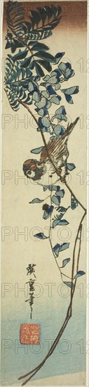 Sparrow and wisteria, 1840s, Utagawa Hiroshige ?? ??, Japanese, 1797-1858, Japan, Color woodblock print, kotanzaku, 13 1/4 x 2 3/4 in.