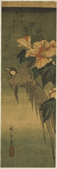 Long-tailed bird and hibiscus, 1830s–1840s, Utagawa Hiroshige ?? ??, Japanese, 1797-1858, Japan, Color woodblock print, chutanzaku, 33 x 11 cm